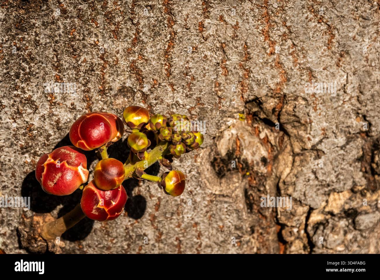 Der faszinierende Kanonenkugelbaum ist in der Wildnis sehr selten. Die Form seiner Frucht ist wie eine Kanonenkugel. Im Botanischen Garten in Durban. Stockfoto