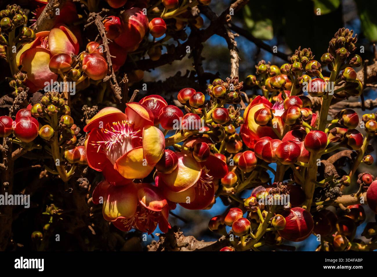Der faszinierende Kanonenkugelbaum ist in der Wildnis sehr selten. Die Form seiner Frucht ist wie eine Kanonenkugel. Im Botanischen Garten in Durban. Stockfoto