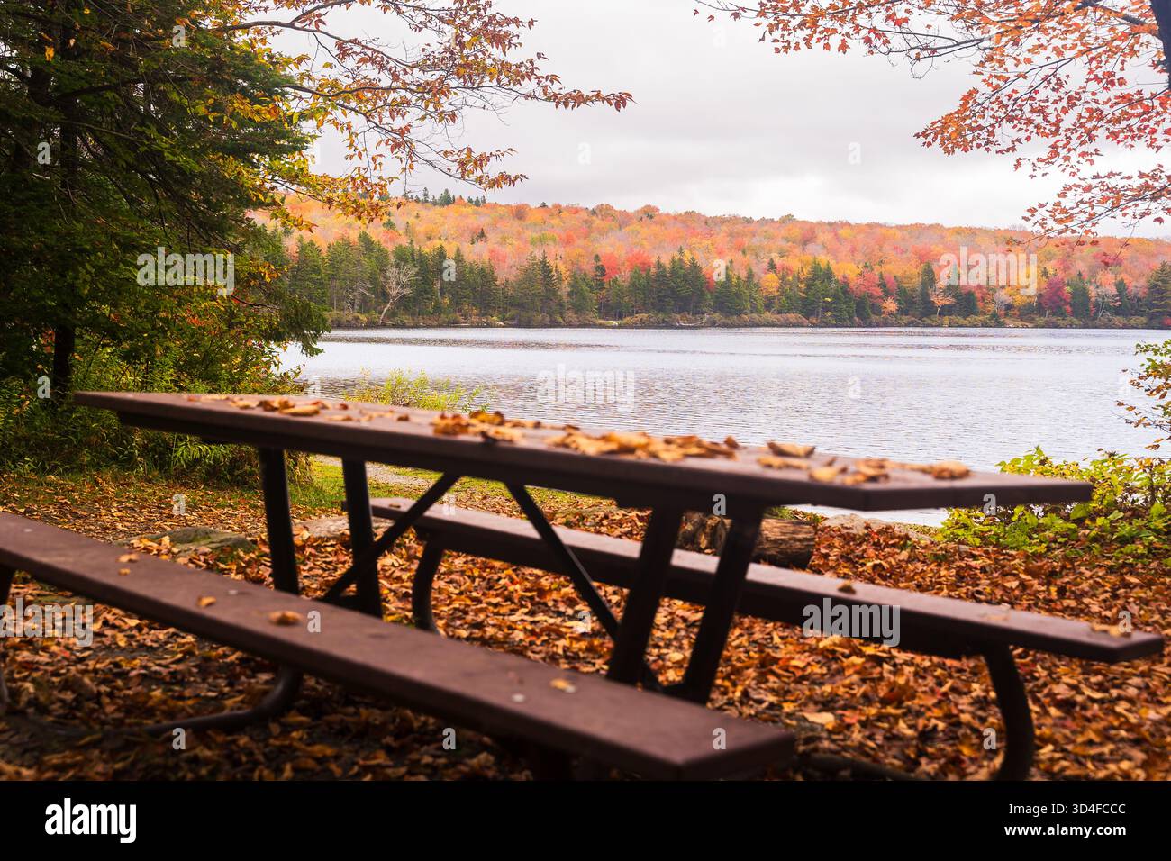 Ein hölzerner Picknicktisch mit gefallenen Blättern steht neben einem ruhigen See, umgeben von bunten Herbstbäumen. Stockfoto