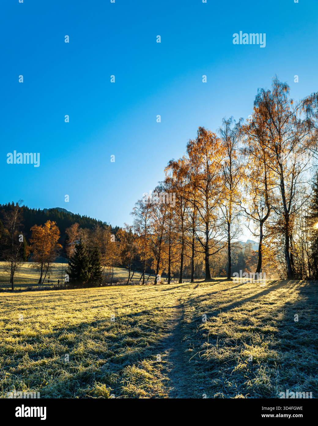 Ein schmaler Fußweg führt durch eine frostbedeckte Wiese zu einer Linie von goldenen Birken, die von der aufgehenden Sonne beleuchtet werden, bei Kitzbühel, Österreich. Die Stockfoto