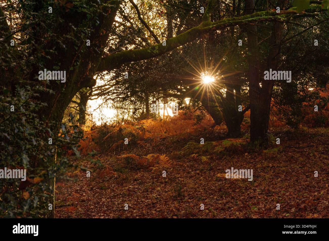 Sonne durch Bäume im Herbst, Großbritannien Stockfoto