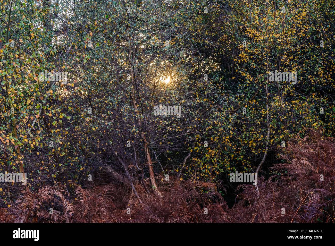 Die Sonne scheint im Herbst durch den Wald von Silberbirken Stockfoto