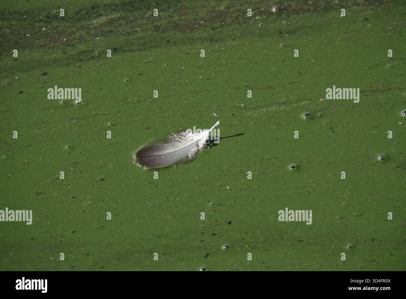 Vogelfeder auf einem Gewässer, Deutschland Stockfoto