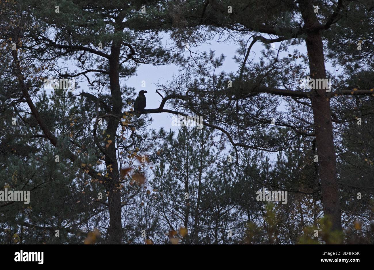 Auf einem Baum sitzender Seeadler (Haliaeetus albicilla), Silhouette, Tister Bauernmoor, Tiste, Samtgemeinde Sittensen, Niedersachsen, Deutschland Stockfoto