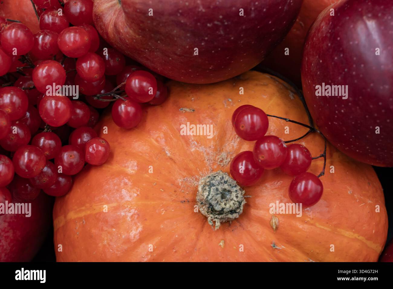 Kürbisse, Äpfel und Viburnum-Beeren im Herbst Stillleben, Thema der Bio-Ernte Stockfoto