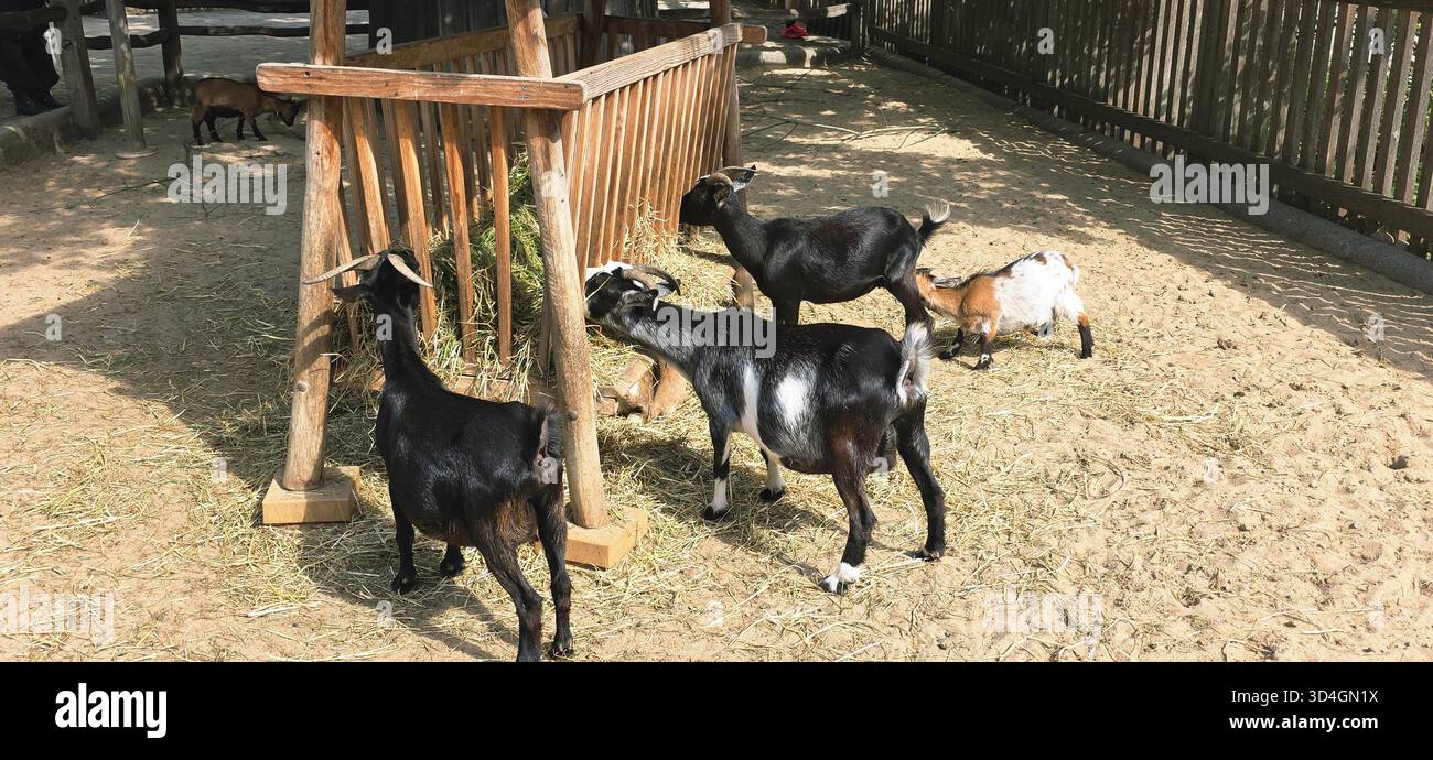 Eine Gruppe von Ziegen ernährt sich in einem hölzernen Trog auf einem sonnigen Bauernhof, umgeben von Sandboden und rustikalen Zäunen, die das Leben auf dem Bauernhof zeigen. - Smartphone-aufgenommenes Stockfoto