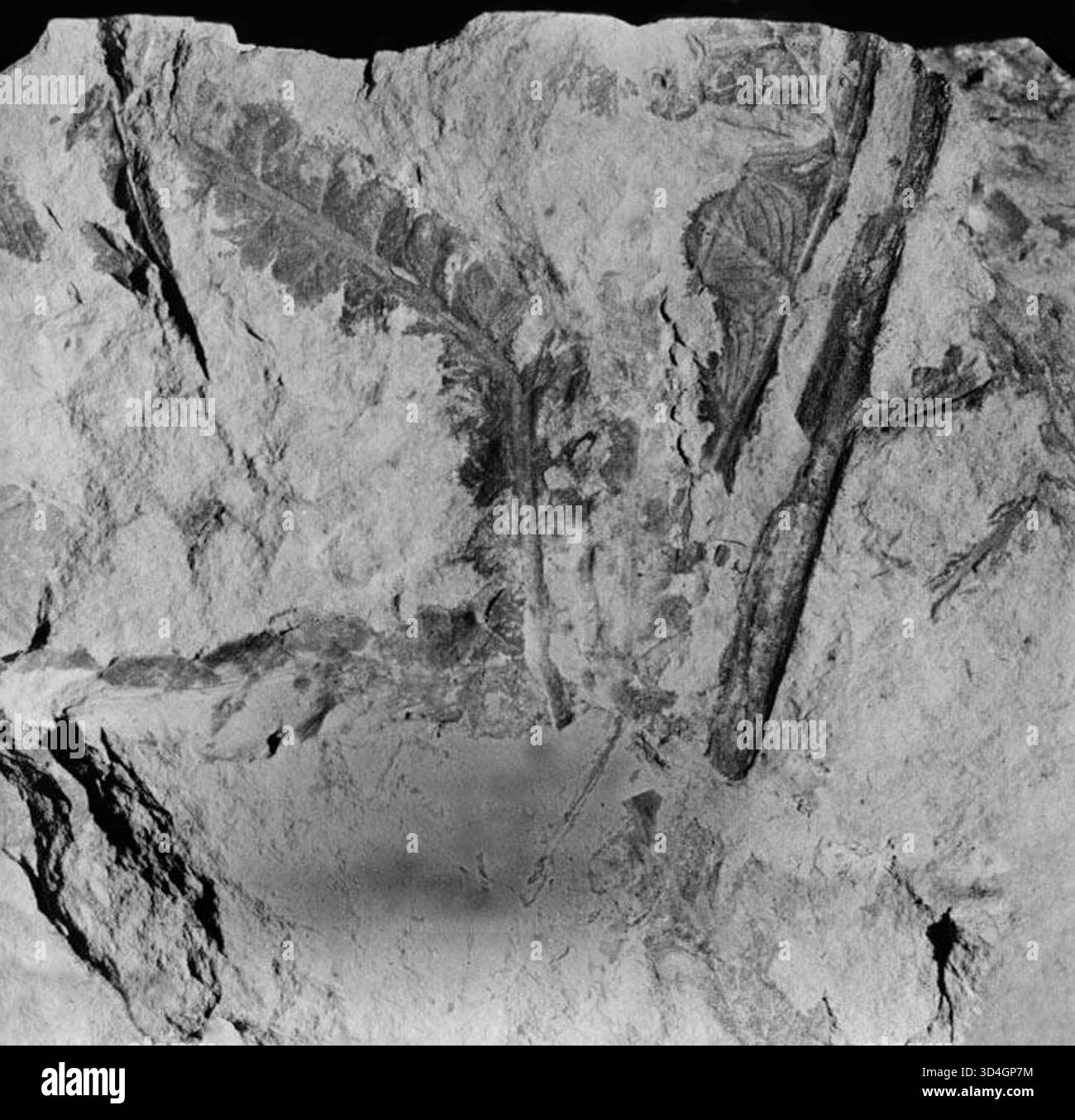 Restaurierte Fotografie mit mehreren Pflanzenfossilien, die in Sedimentgestein eingebettet sind, aufgenommen von Lluís Marià Vidal i Carreras als Teil eines wissenschaftlichen Archivs aus dem 19. Jahrhundert. Stockfoto