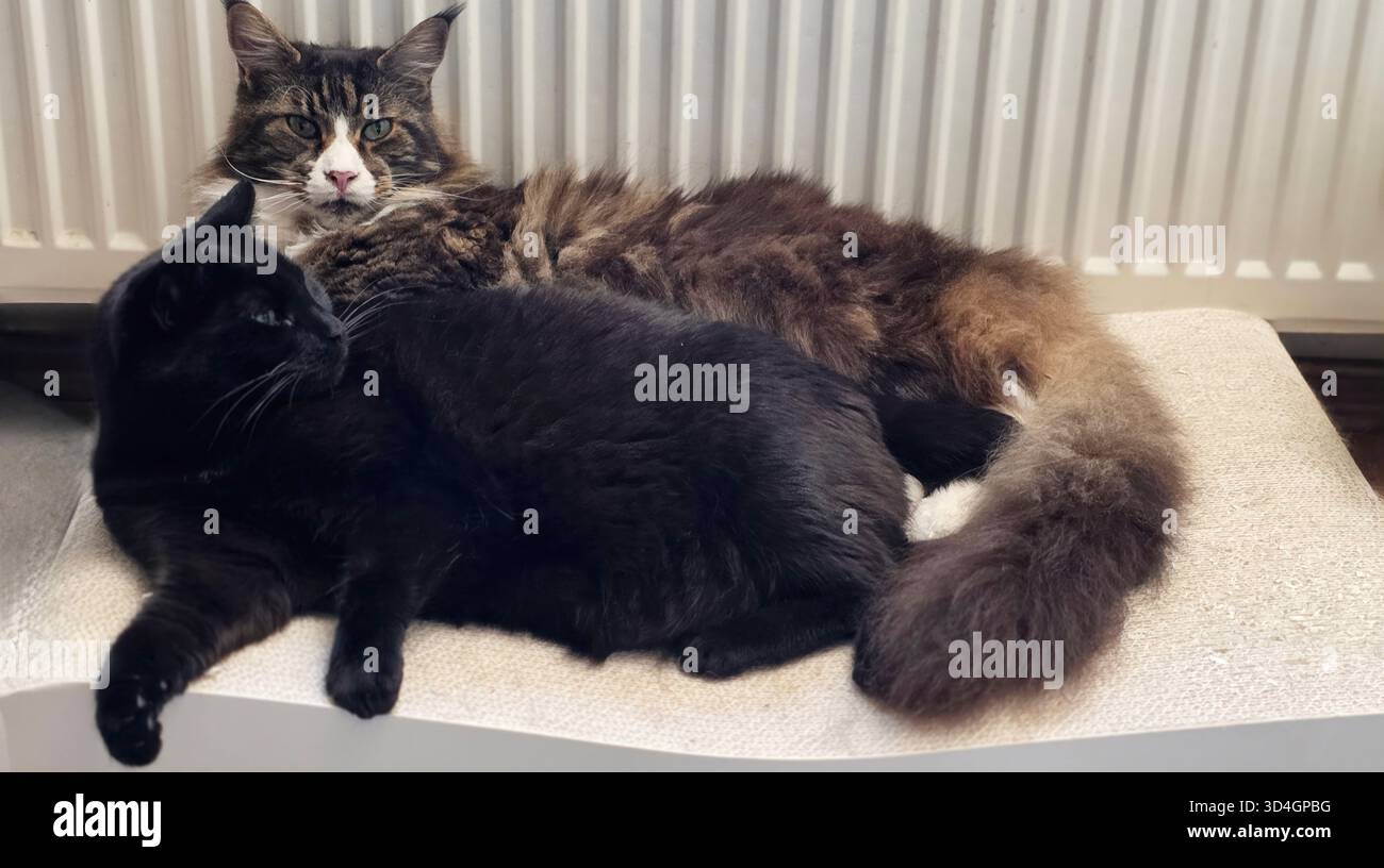 Zwei Katzen, eine schwarze und eine braune, liegen auf einer weichen Oberfläche zusammen und schaffen eine gemütliche und warme Atmosphäre im Zimmer. - Smartphone-aufgenommenes Stockfoto