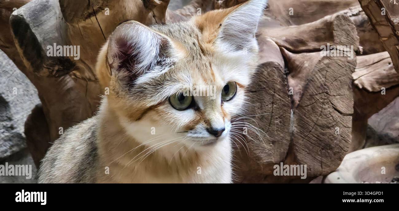 Felis margarita harrisoni. Sandkatze. Kleine wilde Katze sitzt anmutig neben strukturierten Holzelementen Stockfoto