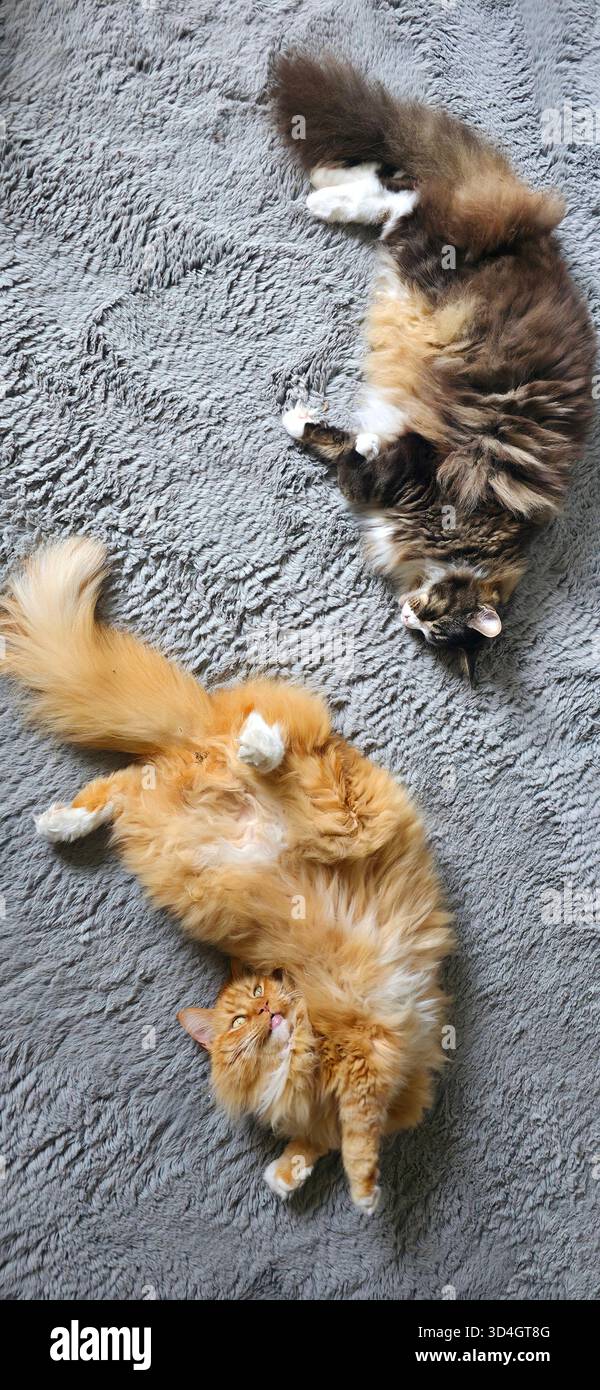 Zwei niedliche Katzen entspannen auf einem weichen grauen Teppich und zeigen ihre verspielte Natur und ihre komfortable Innenumgebung. Stockfoto