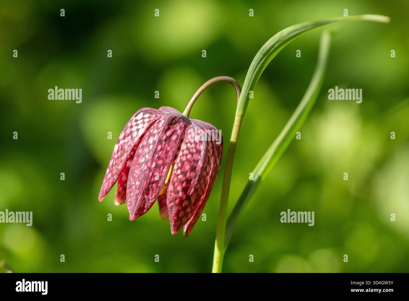 Schöne große glockenförmige Blume des Fritillariums blüht im Frühling im Garten Stockfoto