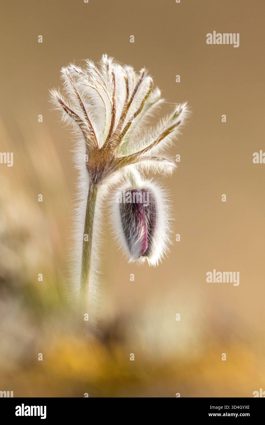 Die kleine Pasque-Blume (Pulsatilla pratensis), die auf einem alvar in estnischer Natur blüht Stockfoto