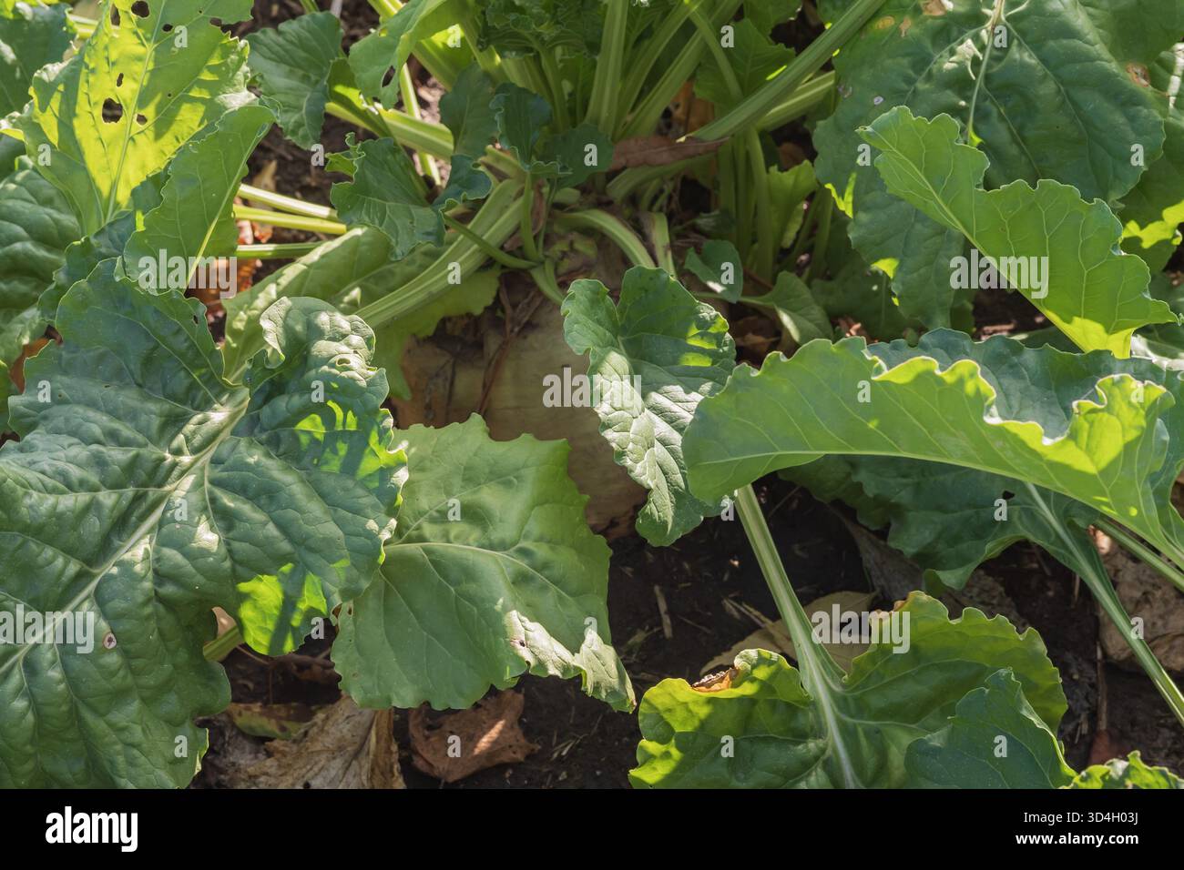 Zuckerrübenanbau mit grünen Blättern in ländlichen Ackerflächen. Ökologischer Landbau und Erntesaison Konzept im Freien. Stockfoto