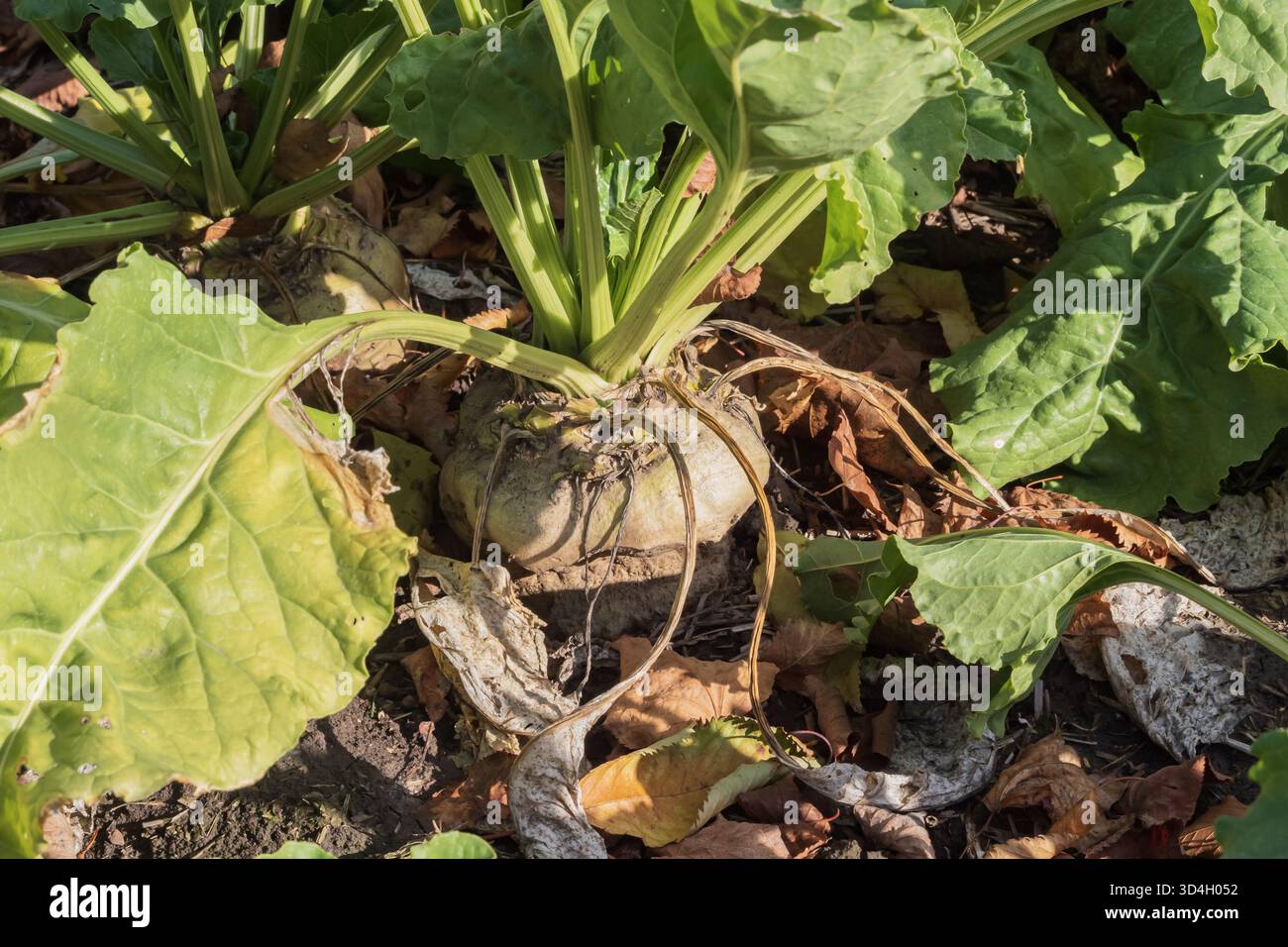Zuckerrübenanbau mit grünen Blättern in ländlichen Ackerflächen. Ökologischer Landbau und Erntesaison Konzept im Freien. Stockfoto