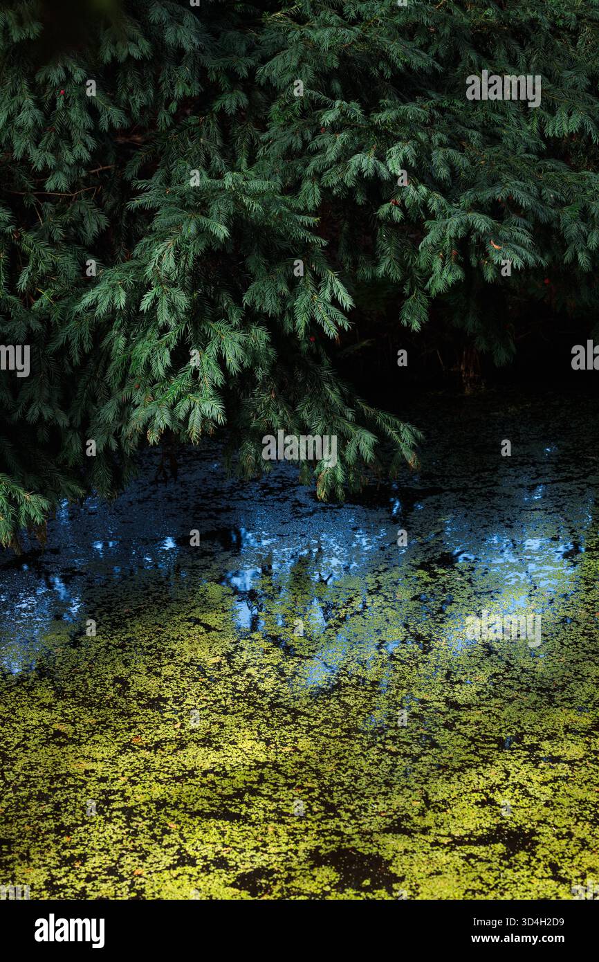 Kleiner Teich in einem Wald mit Reflexen von Nadelbäumen und einer Schicht hellgrüner Algen. Das Bild vermittelt die ruhige und kühle Atmosphäre Stockfoto