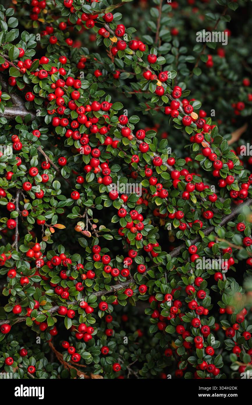 Die dichten Zweige des Cotoneasters, bedeckt mit roten Beeren, erzeugen eine lebendige Textur von Farbe und Leben Stockfoto