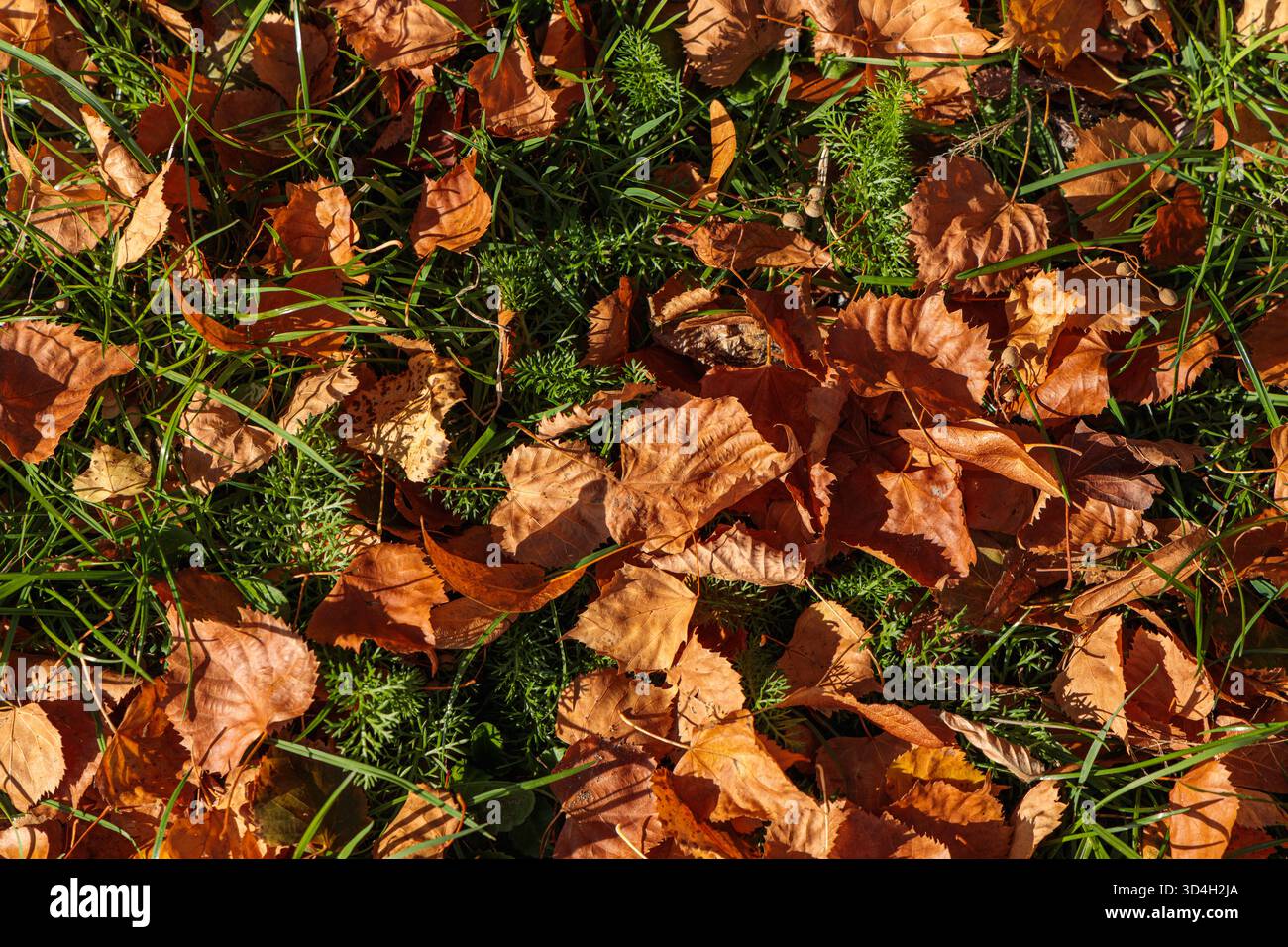 Ein Teppich aus trockenen Herbstblättern, verstreut über grünes Moos und Gras, glühend im warmen Sonnenlicht. Das Foto erinnert an die ruhige und nostalgische Atmosphäre Stockfoto