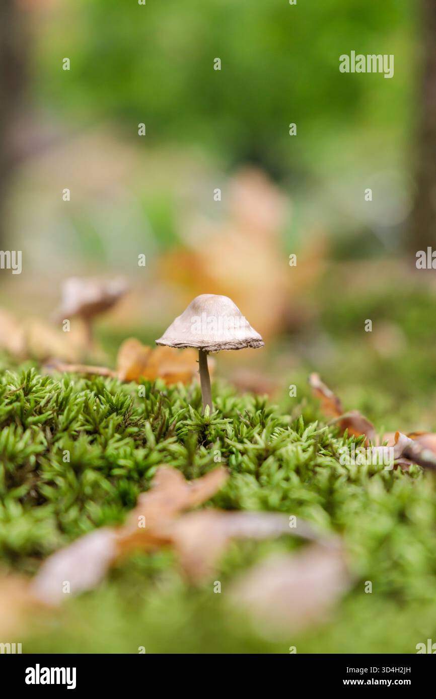 Ein winziger brauner Pilz wächst auf einem weichen Teppich aus Moos, umgeben von Herbstblättern. Das Foto fängt die ruhige Atmosphäre des Waldbodens ein Stockfoto