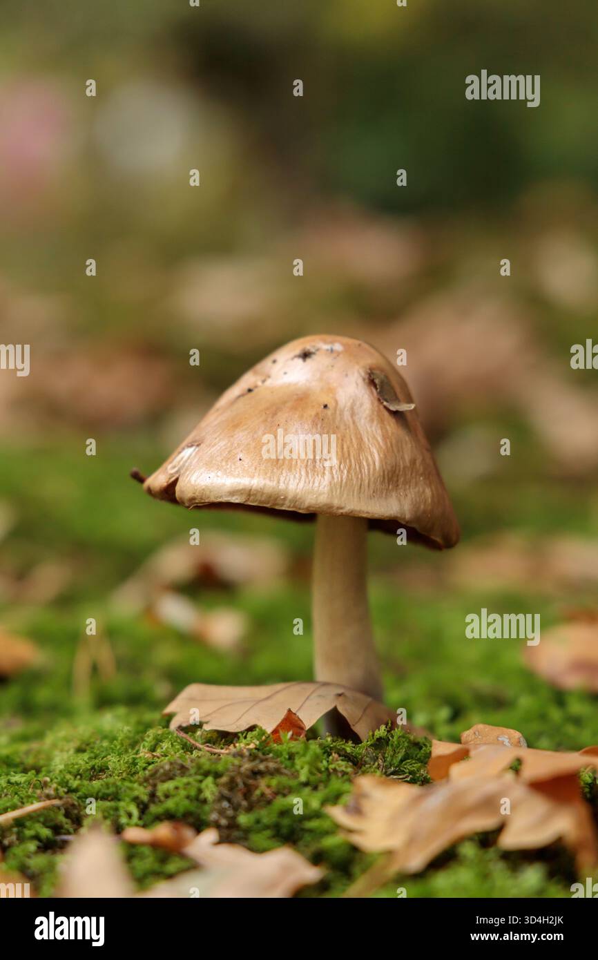 Ein einzelner Hochglanzpilz erhebt sich zwischen grünem Moos und gefallenen Blättern und leuchtet sanft in der Herbstsonne Stockfoto
