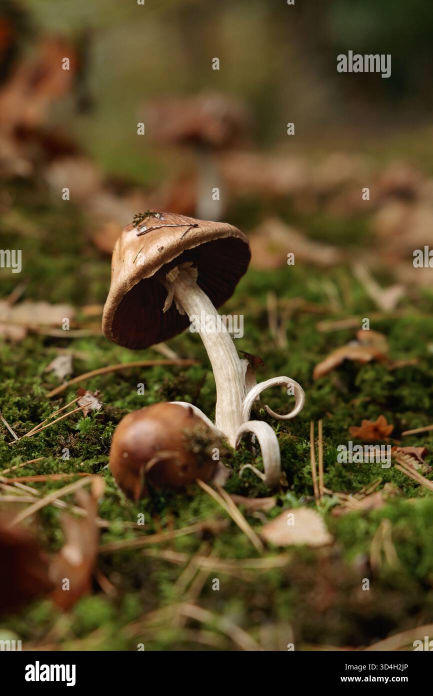 Nahaufnahme eines einzelnen braunen Pilzes mit dickem Stiel und glatter glänzender Kappe, der zwischen Moos und gefallenen Eichenblättern wächst Stockfoto