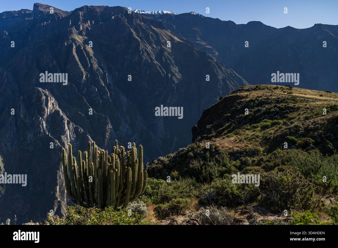 Kakteen und tiefe Klippen im Colca Canyon, einer der tiefsten Canyons der Welt, im Süden Perus. Stockfoto