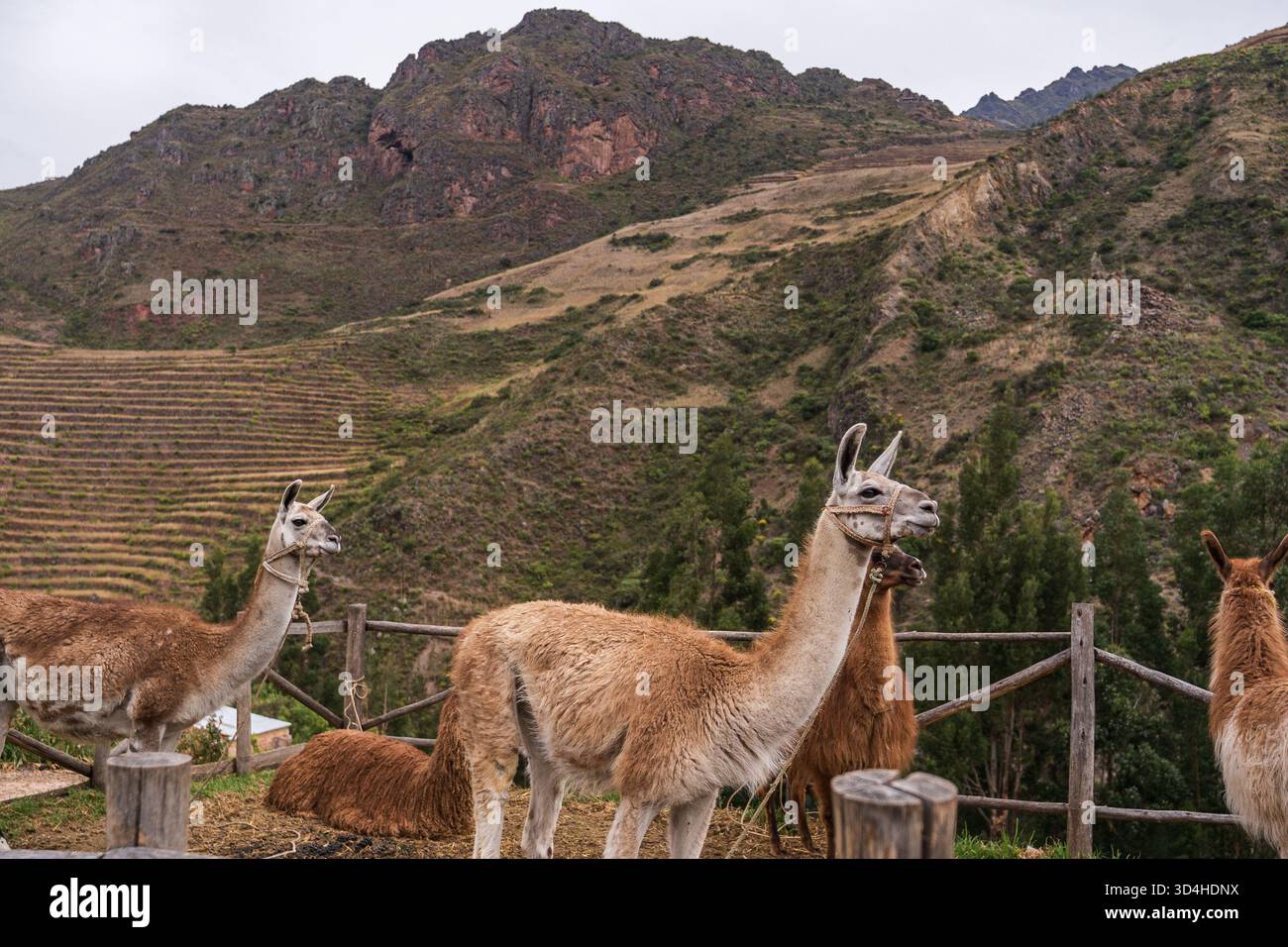 Lamas und Alpakas in Coyuchico, Pisac, im Heiligen Tal der Inkas, Peru. Dieses Andendorf pflegt traditionelle Haltungsmethoden und weiter Stockfoto