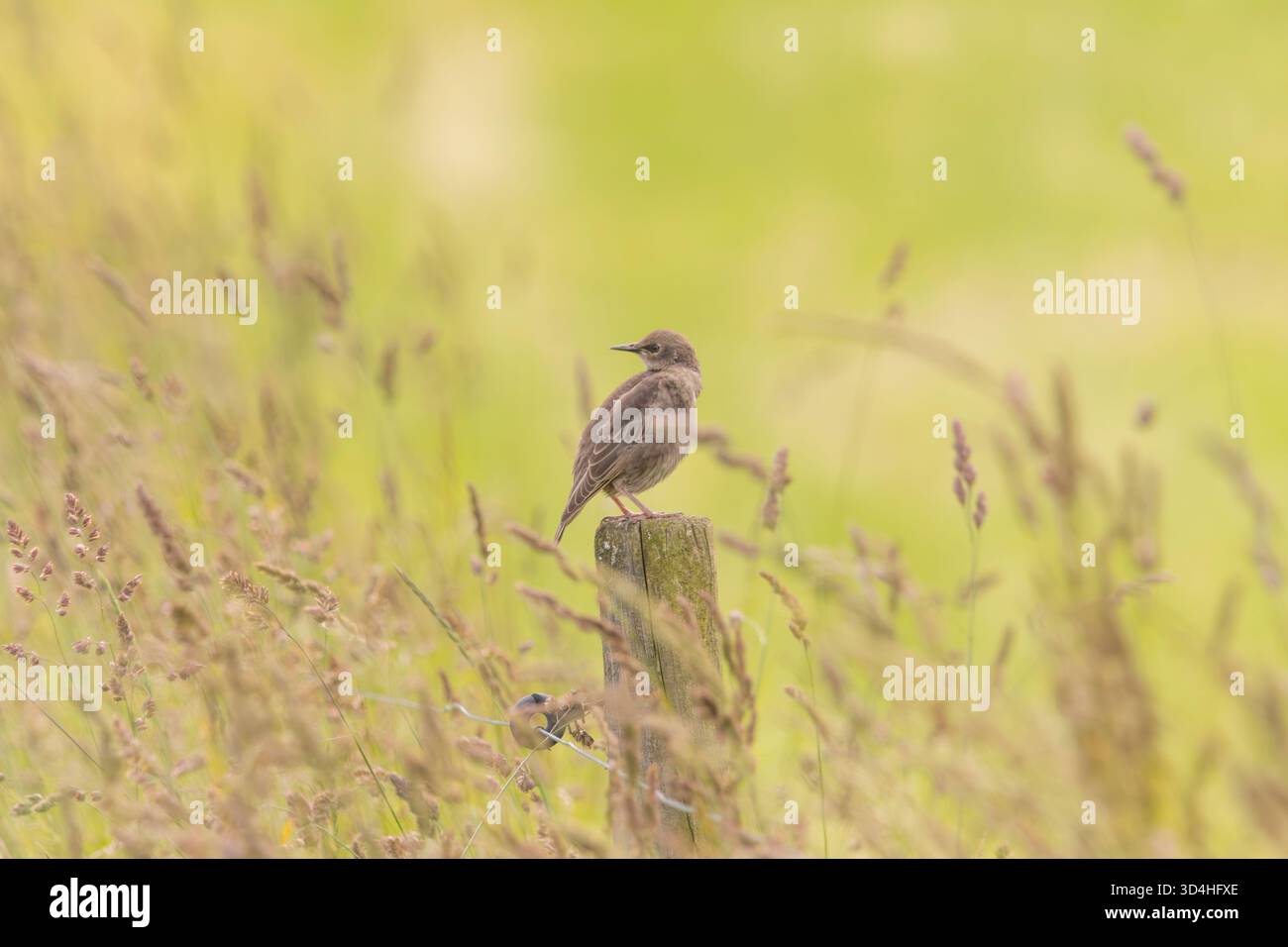 Ein Sterling auf Ackerland Stockfoto