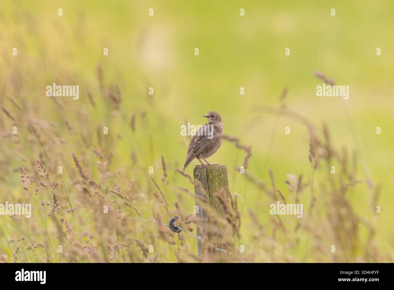 Ein Sterling auf Ackerland Stockfoto