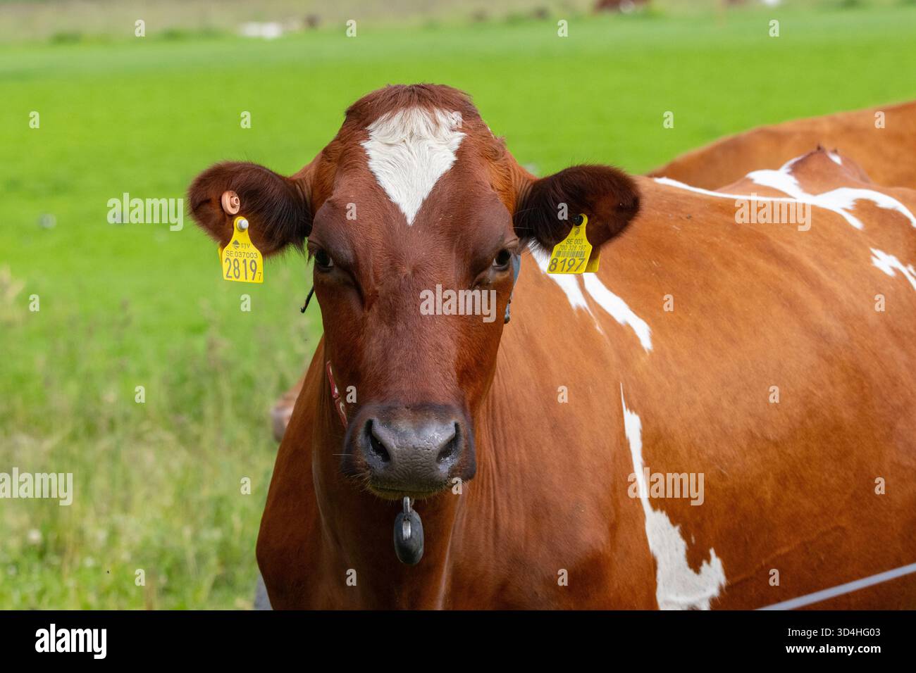 Eine Kuh Stockfoto
