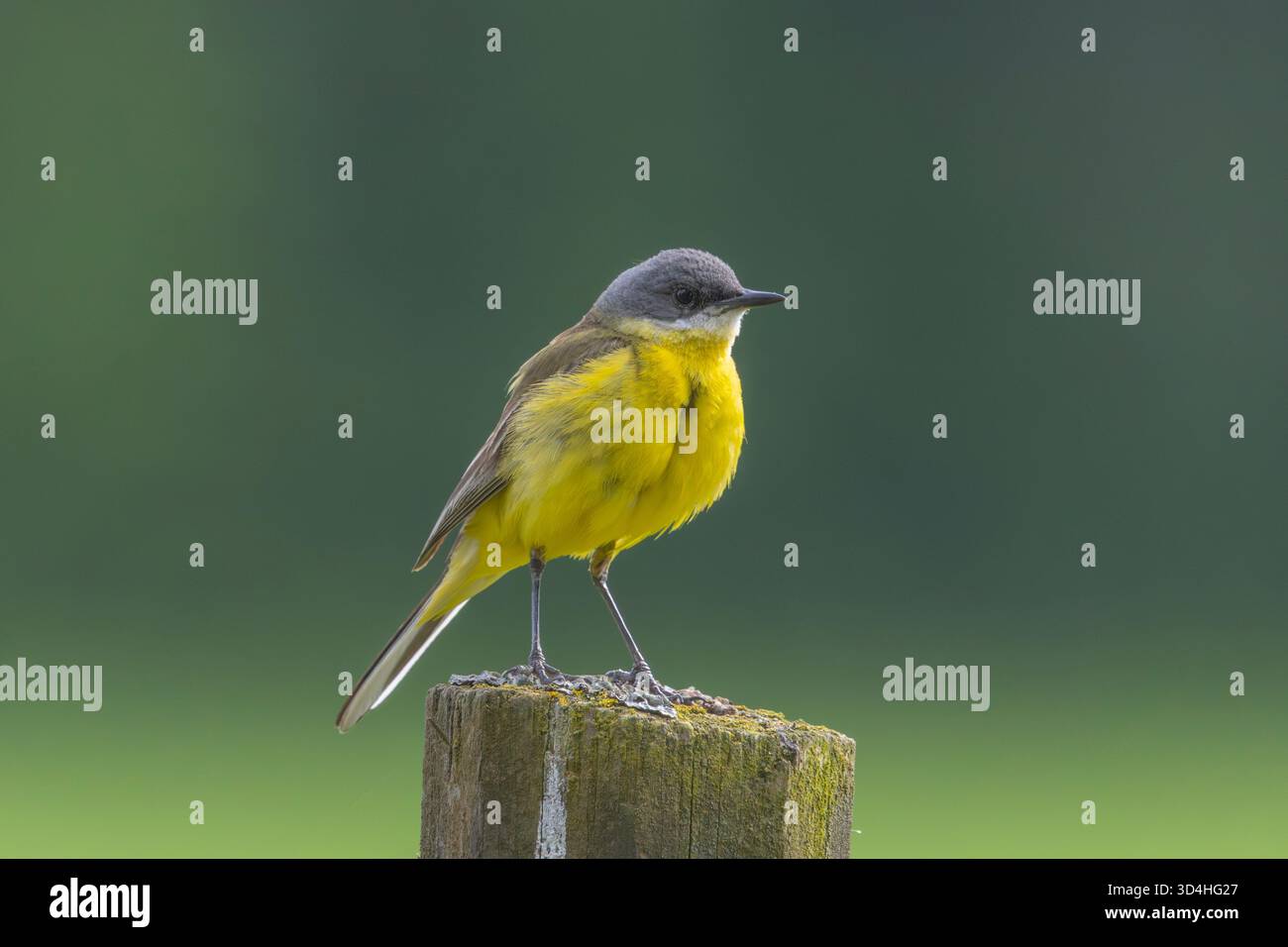 Ein gelber Bachstelz Stockfoto