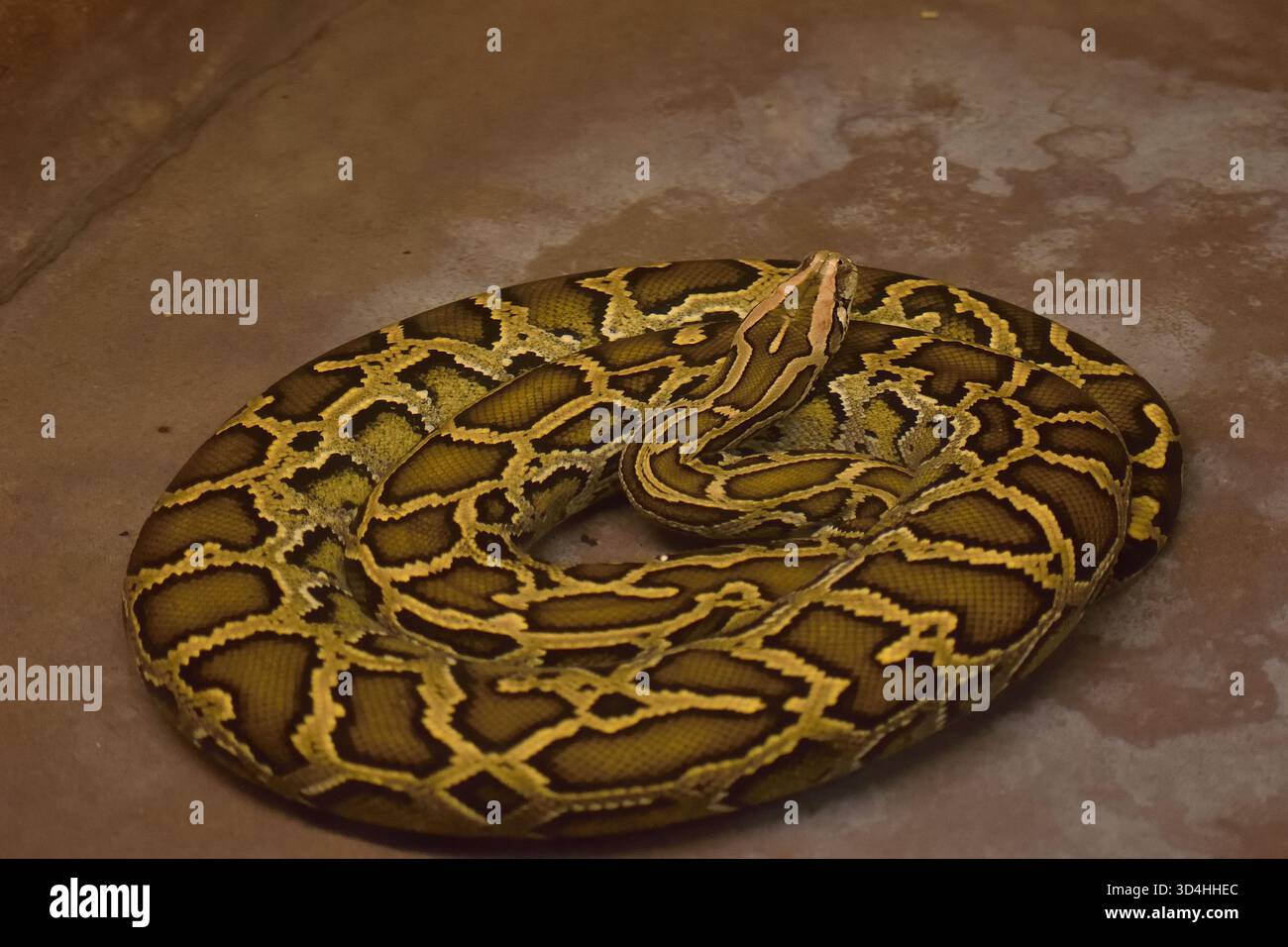 Die burmesische Python, eine große Schlange aus dem indischen Subkontinent, ist auch als invasive Art in Florida bekannt. Kann bis zu 5 Meter wachsen. Stockfoto