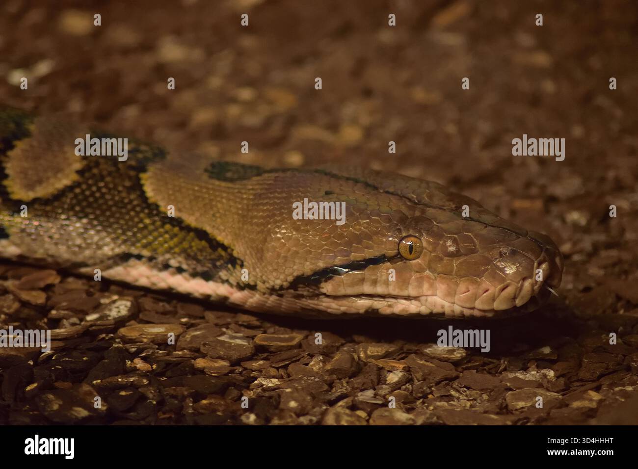 Netzpython, die längste Schlange der Welt aus Südostasien. Stockfoto