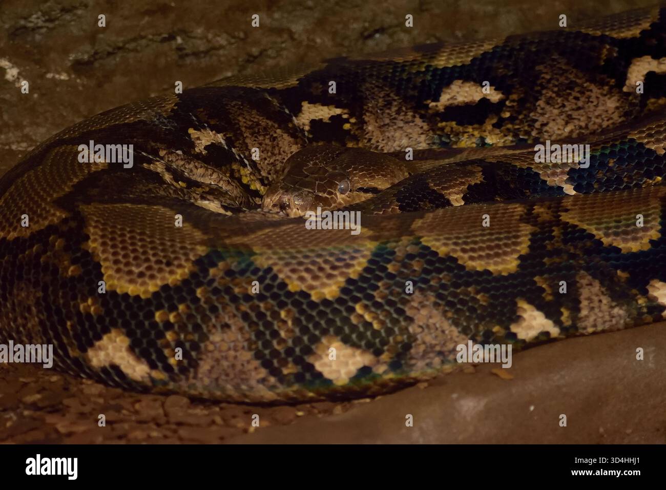 Netzpython, die längste Schlange der Welt aus Südostasien. Stockfoto