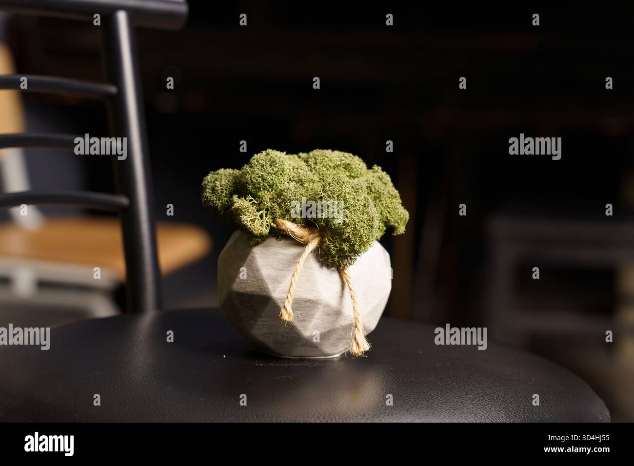 Ein runder grauer Pflanzgefäß hält saftiges grünes Moos auf einem schwarzen Hocker. Die Szene bietet eine warme, einladende Atmosphäre, die perfekt für Wohnkultur ist. Stockfoto