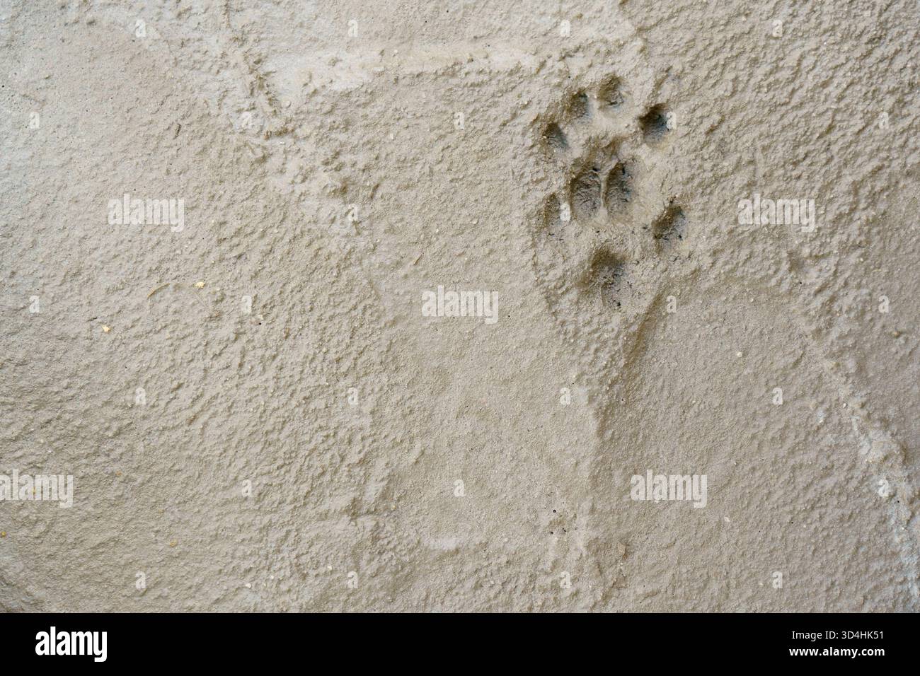 Klauenspuren sind im weichen Sand entlang des Flusses sichtbar, was auf Bewegungen der Tiere während des Tages hindeutet. Stockfoto