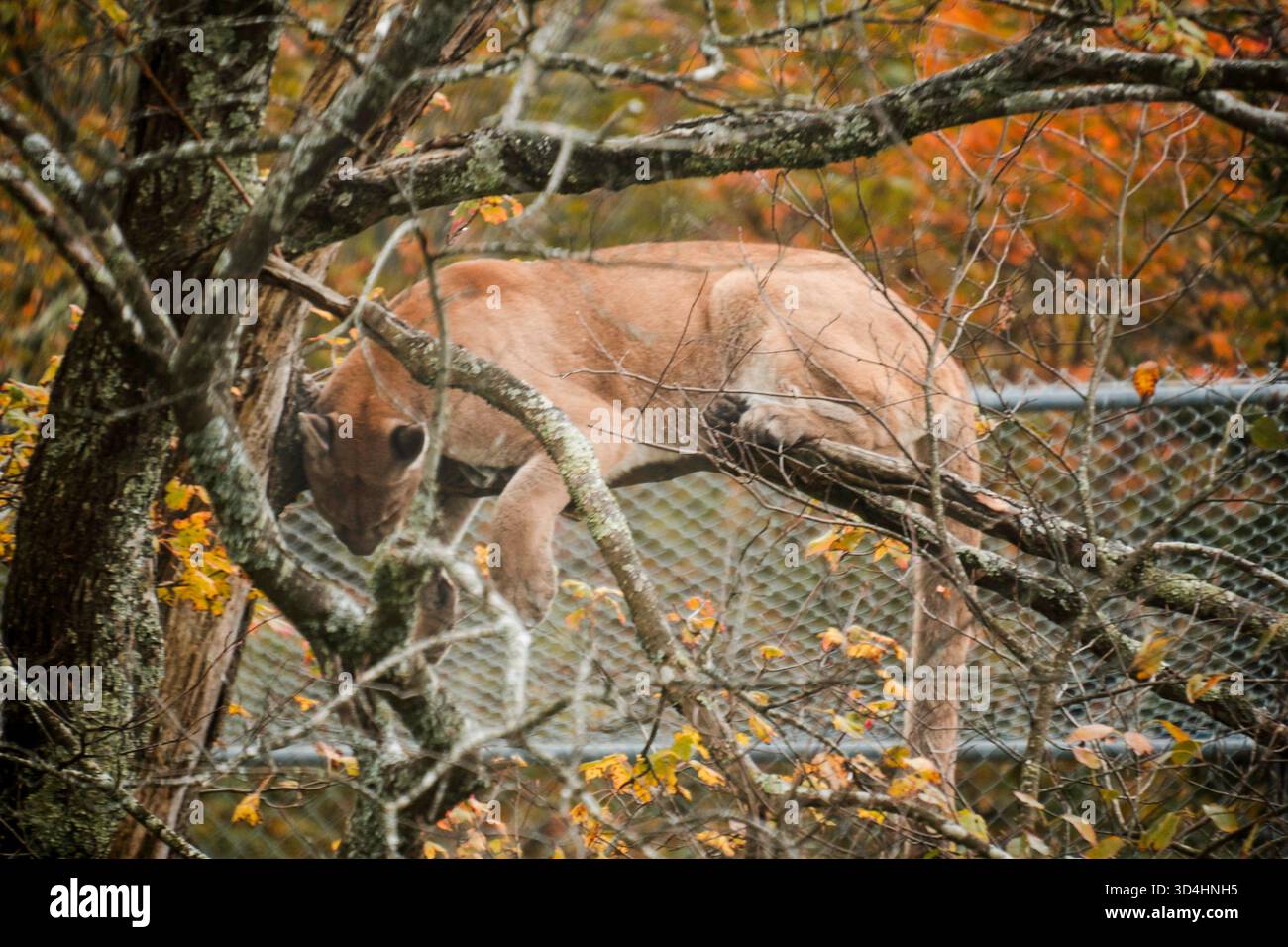 Hirsche bewegen sich vorsichtig durch goldene Wälder, zwei Hirsche suchen zwischen gefallenen Blättern und Dornen Stockfoto