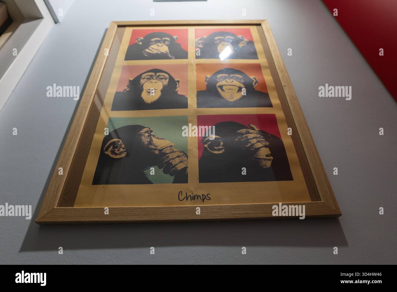Eine niedrige Ansicht zeigt ein 3x2-Raster von Schimpansenporträts in einem warmen Holzrahmen auf einer hellgrauen Wand in Malbork, mit sanfter indirekter Beleuchtung und leichtem gl Stockfoto