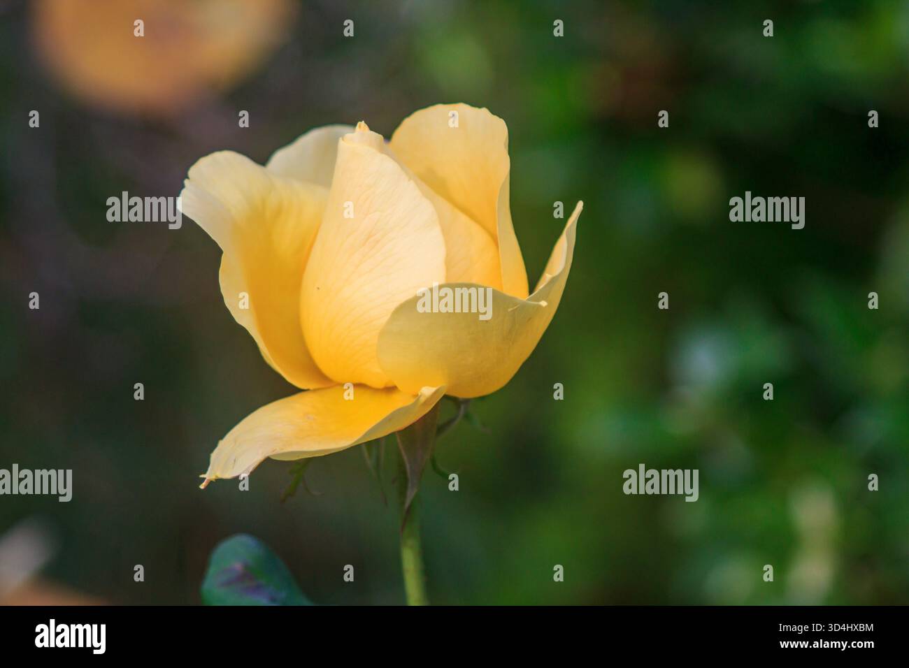 11. November 2025. Pfirsichrosensorte wächst im frühen Winter in einem Garten in Norther Ireland. Stockfoto