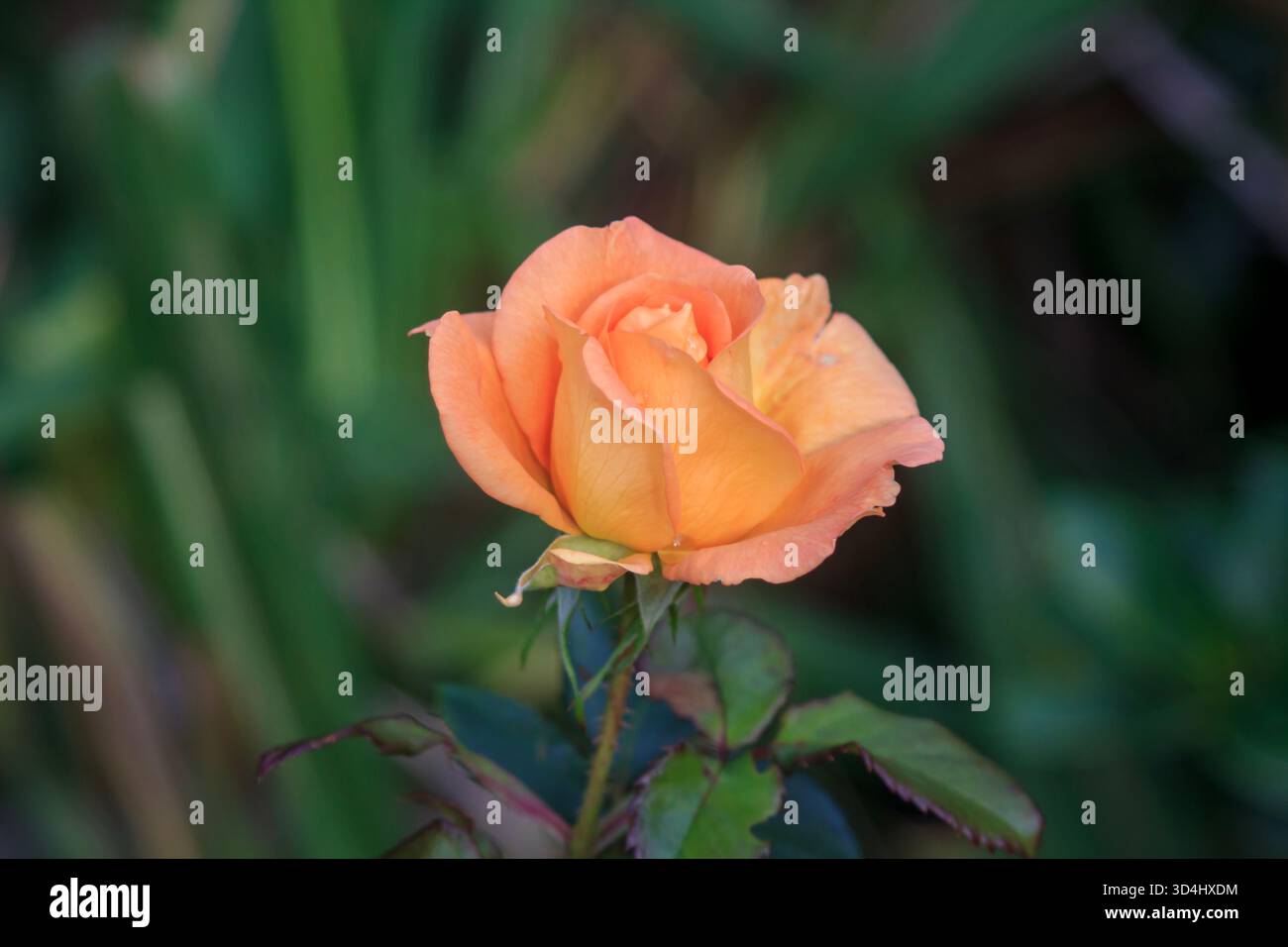 11. November 2025. Pfirsichrosensorte wächst im frühen Winter in einem Garten in Norther Ireland. Stockfoto