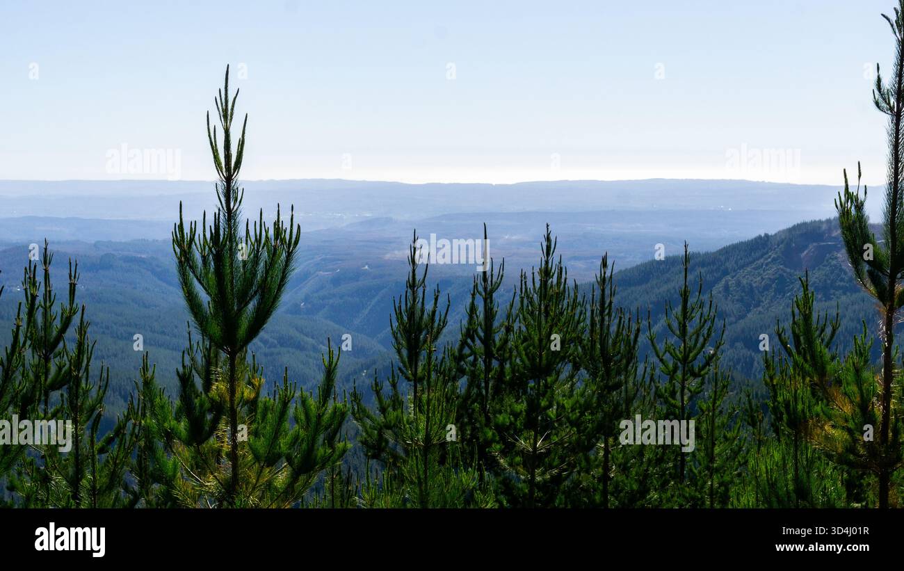 Kiefernplantagen am Westhang des Nahuelbuta-Gebirges bei Curanilahue im Süden Chiles Stockfoto