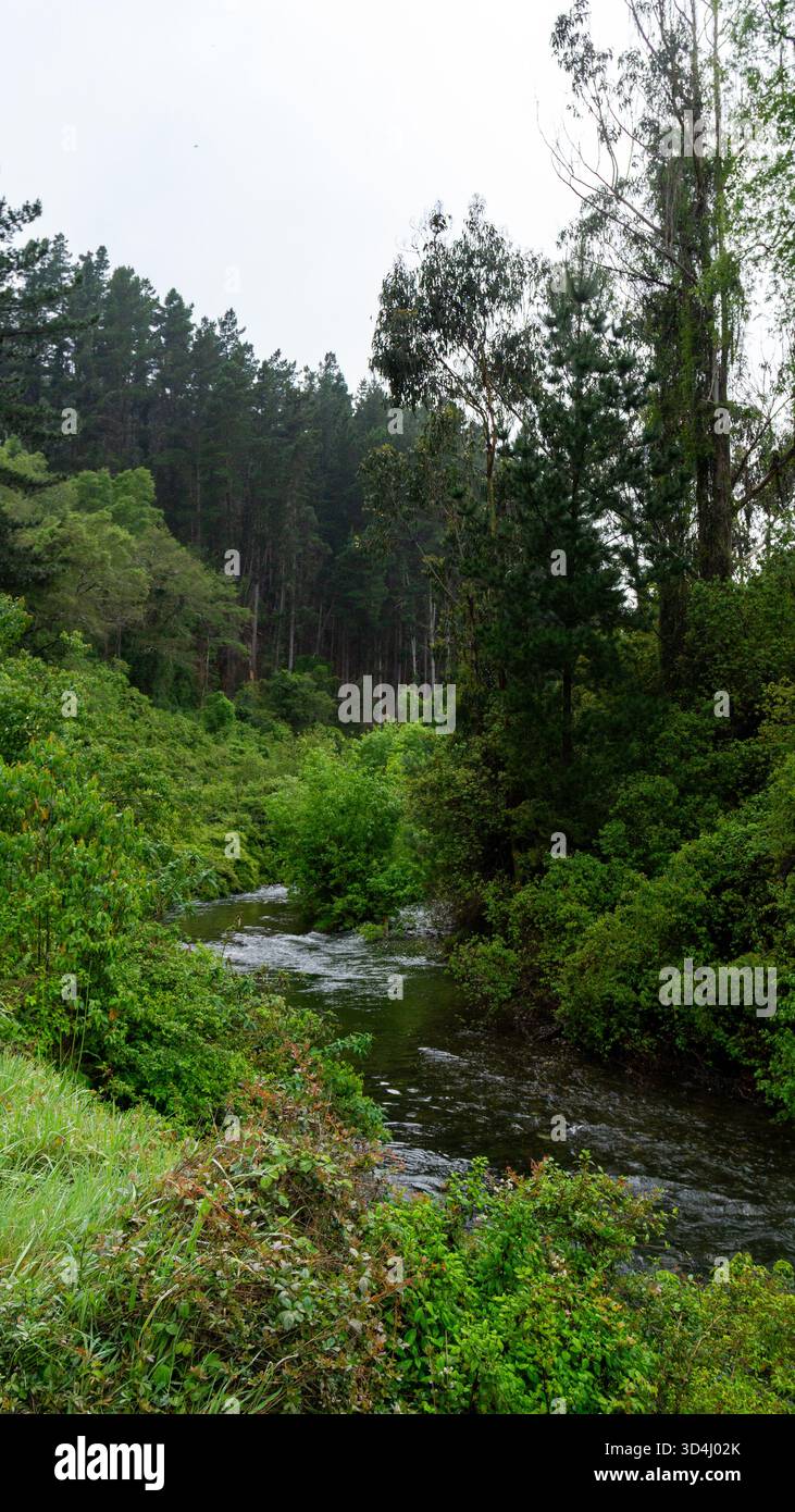 Einheimischer Wald rund um den Fluss Caramavida, am westlichen Hang des Nahuelbuta-Gebirges in der Region Biobío, Süd-Chile Stockfoto