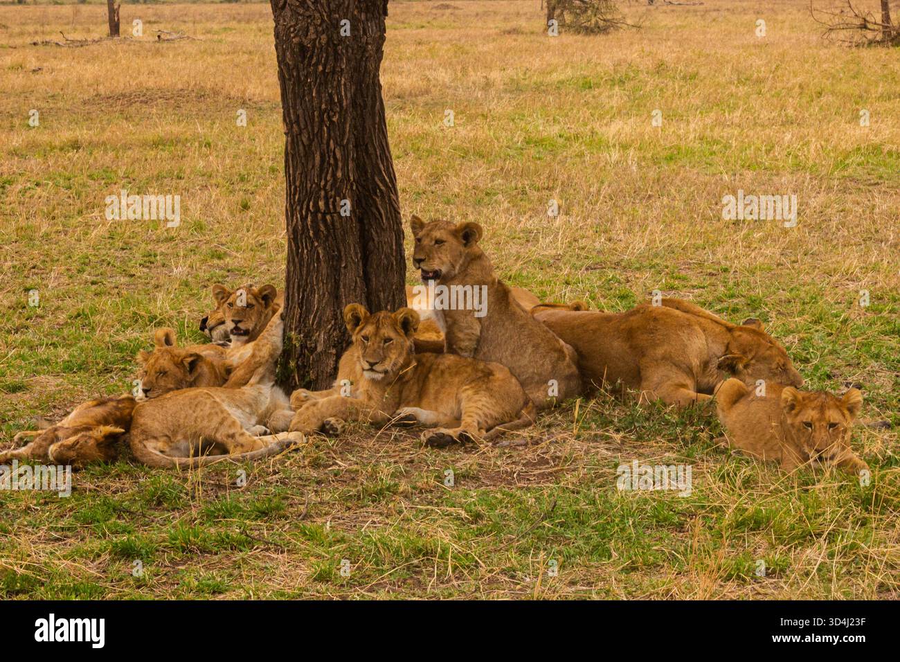 Im Schatten eines Baumes im tansanischen Serengeti-Nationalpark liegt ein Löwenstolz, der sich von der Hitze erholen möchte. Stockfoto