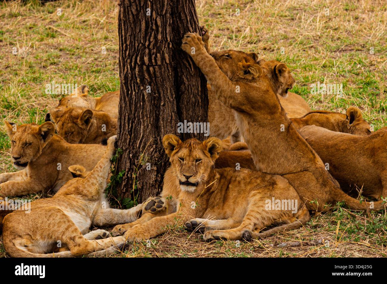 Ein Stolz der Löwen ruht an einem Baum im Serengeti-Nationalpark in Tansania. Ein Junges krallt spielerisch an der Rinde. Stockfoto