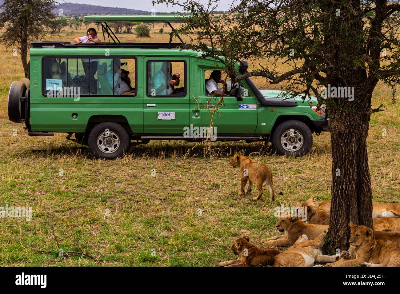 Touristen in einem Safari-Fahrzeug beobachten einen Stolz von Löwenjungen im Schatten des Serengeti-Nationalparks in Tansania. Stockfoto
