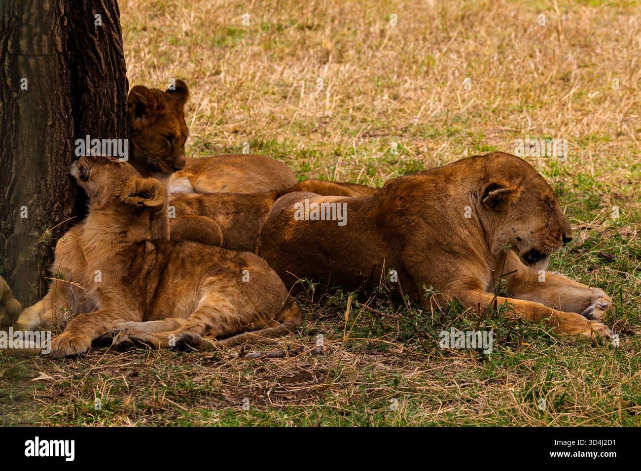 Eine Löwin und ihre Jungen ruhen im Schatten eines Baumes im tansanischen Serengeti-Nationalpark, um sich von der afrikanischen Sonne zu erholen. Stockfoto