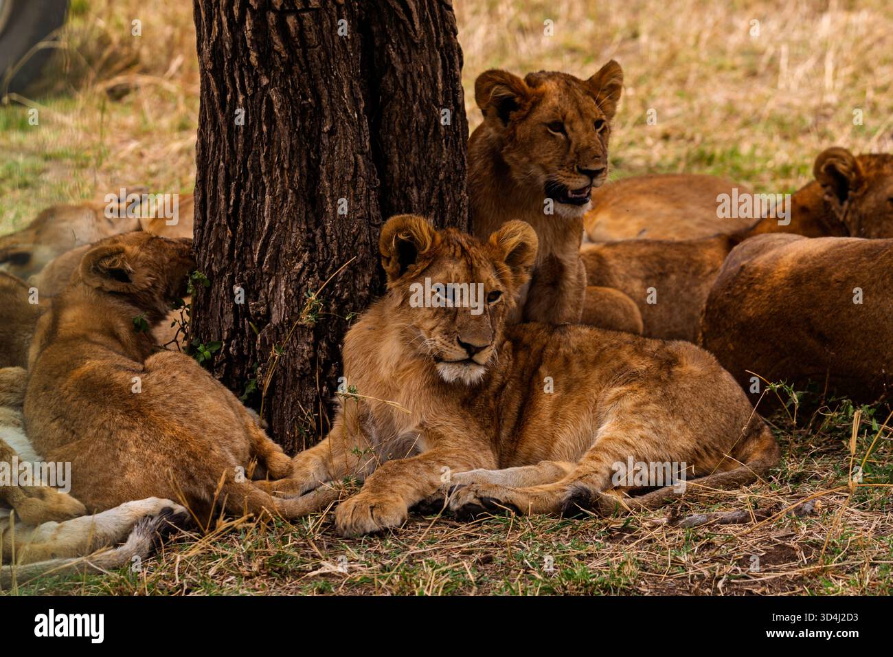 Löwenjungen ruhen an einem Baum im Serengeti-Nationalpark, Tansania, auf der Suche nach Schatten und Schutz vor Sonne und Raubtieren. Stockfoto