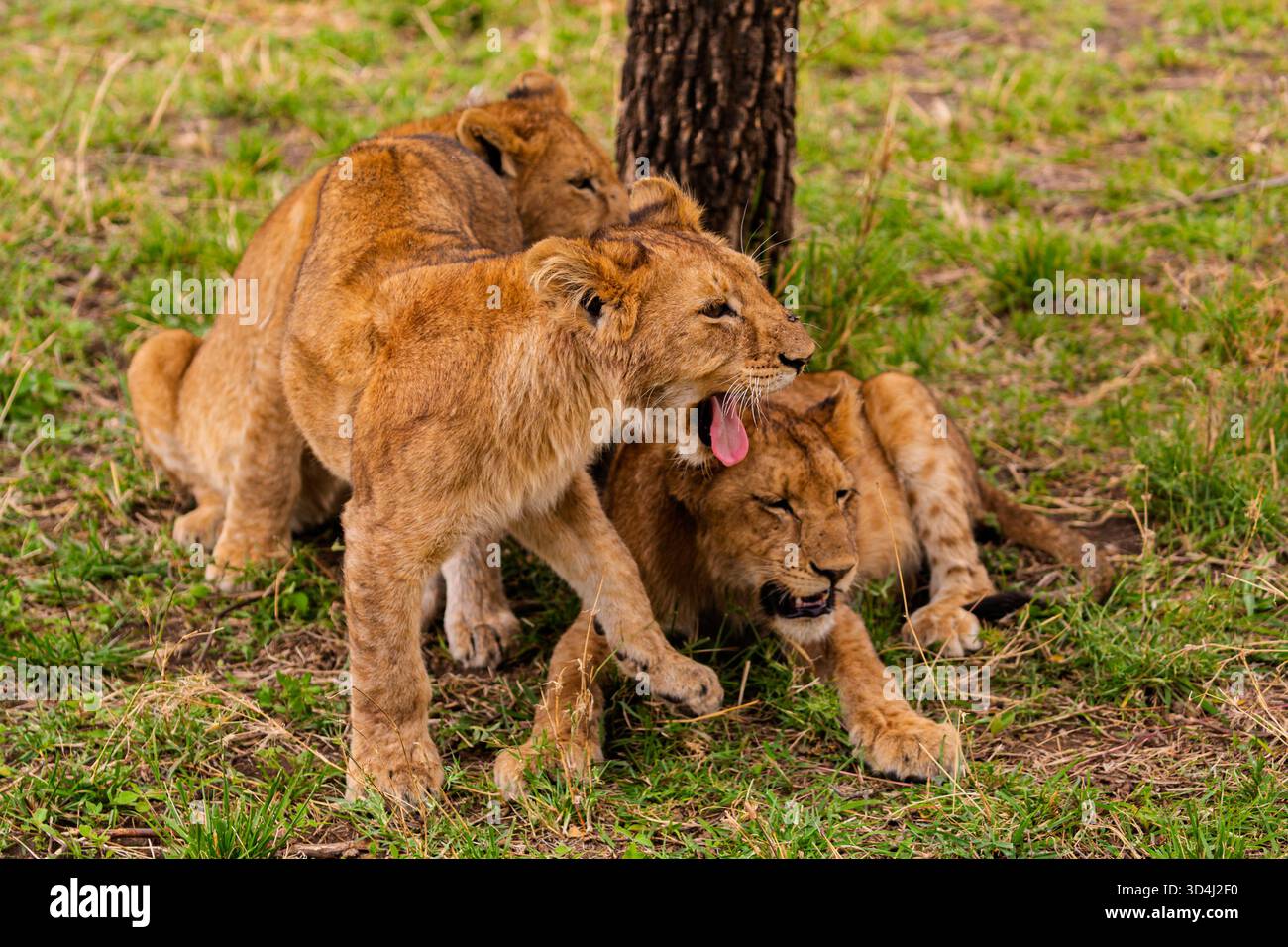 Löwenjungen ruhen in der Nähe eines Baumes im tansanischen Serengeti-Nationalpark. Sie ruhen sich wahrscheinlich nach dem Spielen oder Erkunden aus. Stockfoto