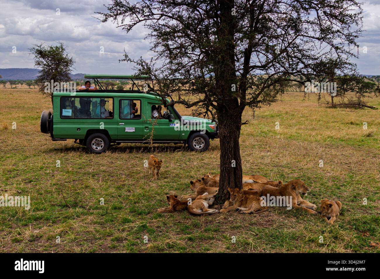 Touristen im tansanischen Serengeti-Nationalpark beobachten einen Löwenstolz, der unter einem Baum im Schatten steht. Stockfoto
