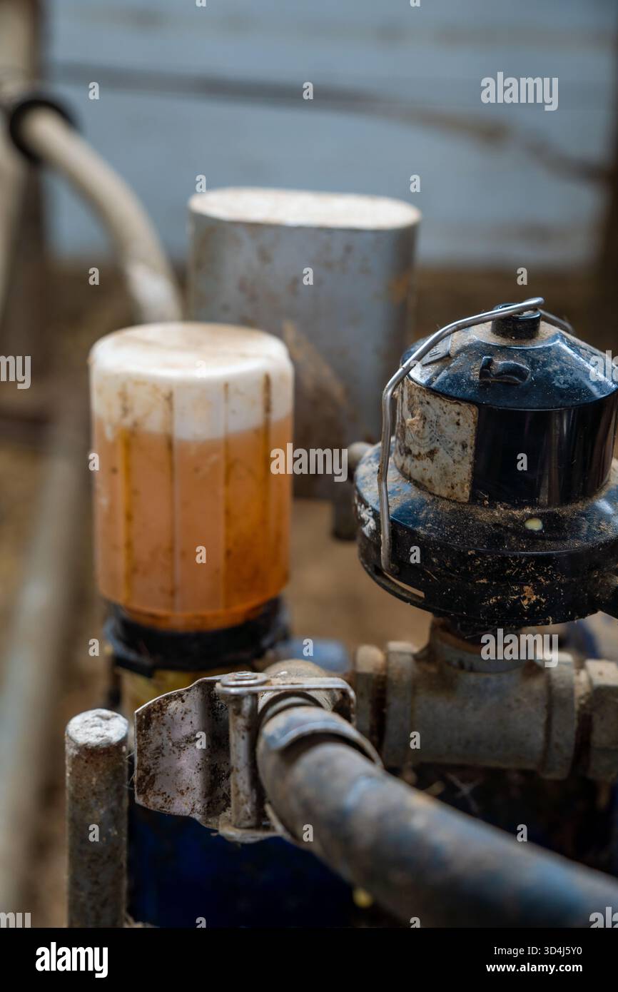 Melkmaschine für das erste Melken einer Kuh auf einem Bauernhof. Stockfoto