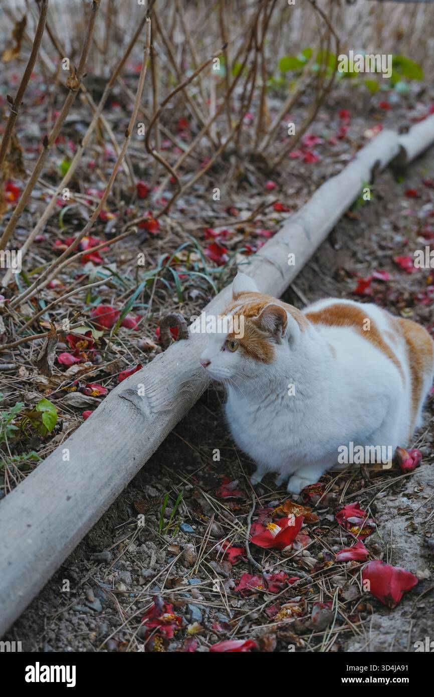 Niedliche und entspannte Katze, die zwischen roten Kamelienblättern sitzt Stockfoto